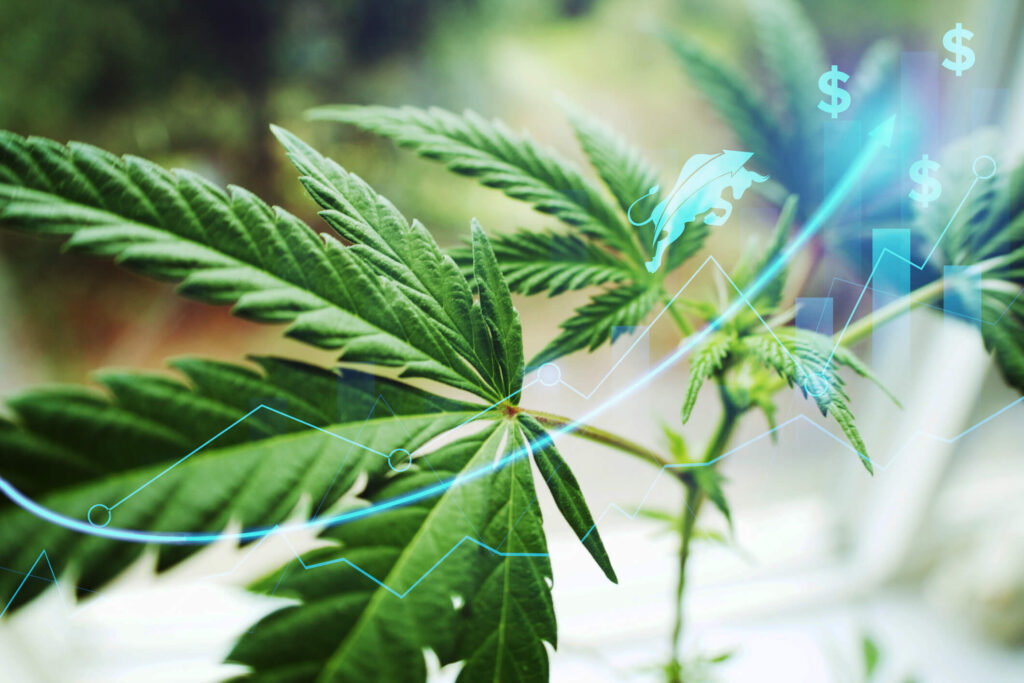 Starting a Marijuana Business